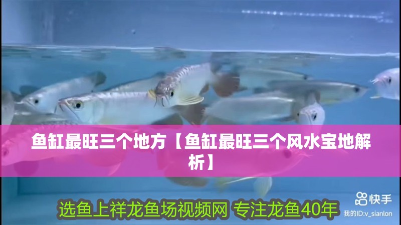 魚缸最旺三個地方【魚缸最旺三個風(fēng)水寶地解析】