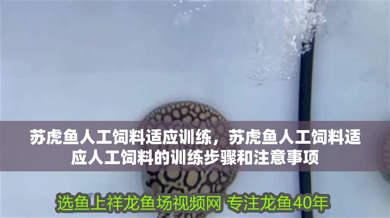 蘇虎魚人工飼料適應訓練，蘇虎魚人工飼料適應人工飼料的訓練步驟和注意事項