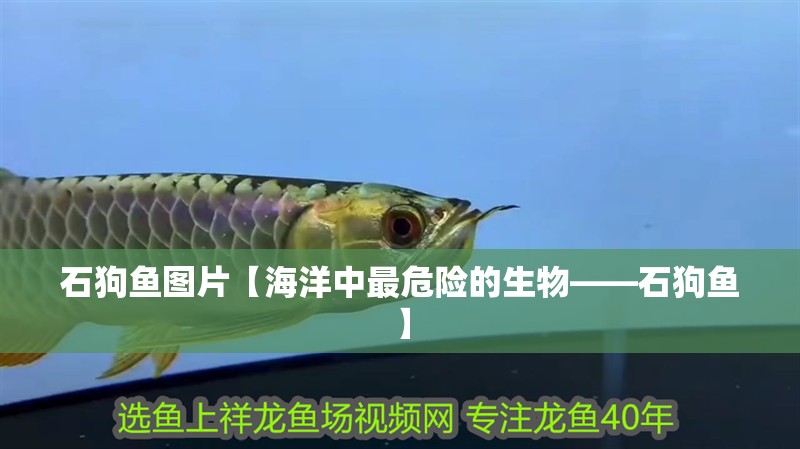 石狗魚圖片【海洋中最危險的生物——石狗魚】