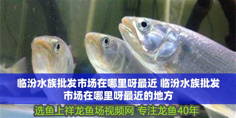 臨汾水族批發市場在哪里呀最近 臨汾水族批發市場在哪里呀最近的地方