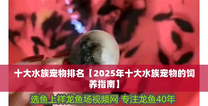 十大水族寵物排名【2025年十大水族寵物的飼養(yǎng)指南】 十大水族寵物排名【2025年十大水族寵物的飼養(yǎng)指南】 龍魚論壇