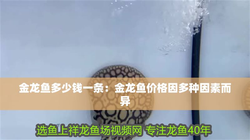 金龍魚多少錢一條：金龍魚價格因多種因素而異 金龍魚多少錢一條：金龍魚價格因多種因素而異 金龍魚百科 第1張