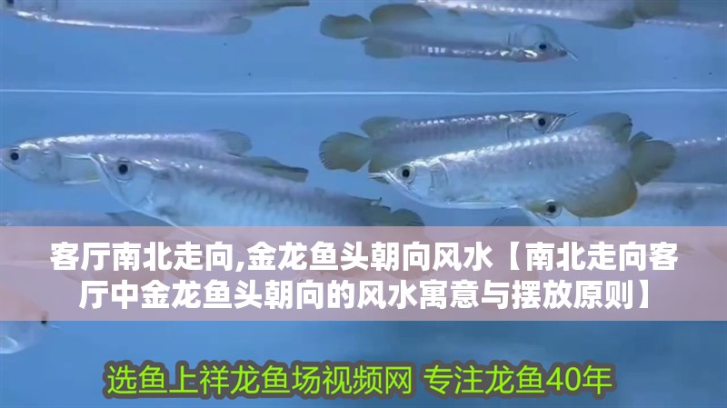 客廳南北走向,金龍魚頭朝向風水【南北走向客廳中金龍魚頭朝向的風水寓意與擺放原則】