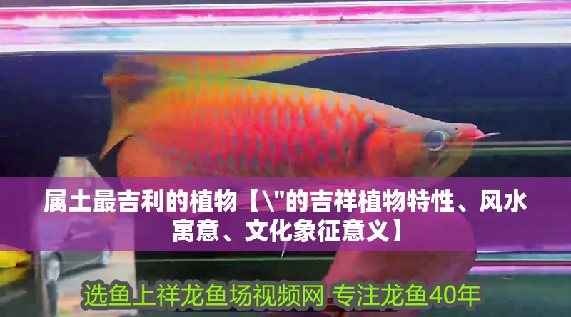 屬土最吉利的植物【\