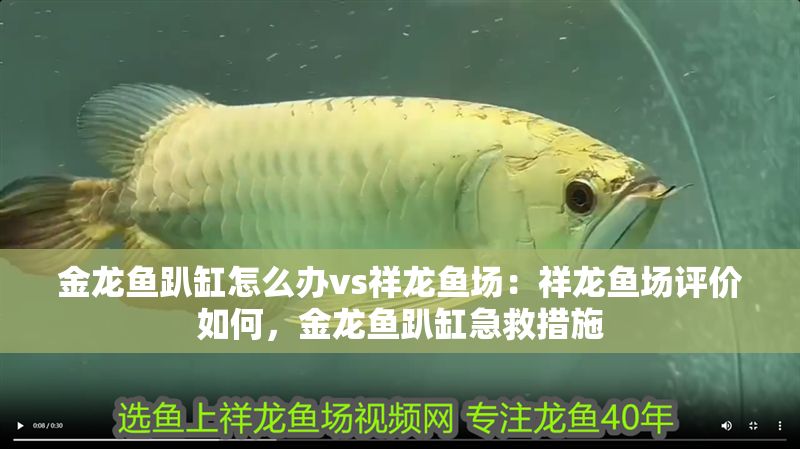 金龍魚趴缸怎么辦vs祥龍魚場：祥龍魚場評價如何，金龍魚趴缸急救措施