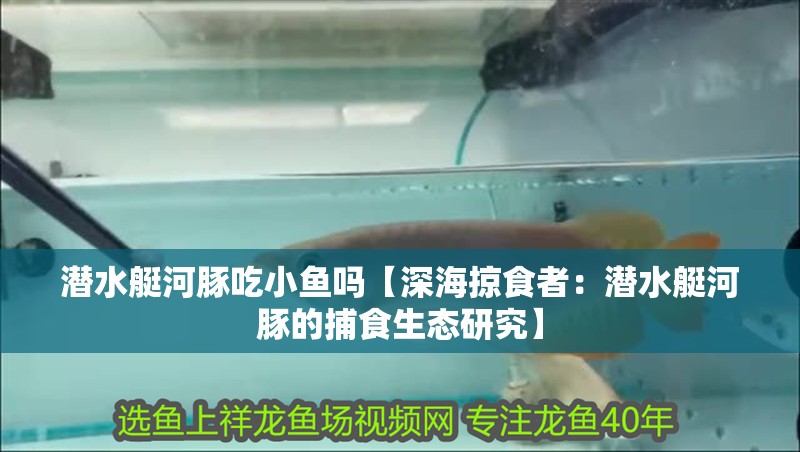 潛水艇河豚吃小魚嗎【深海掠食者：潛水艇河豚的捕食生態(tài)研究】