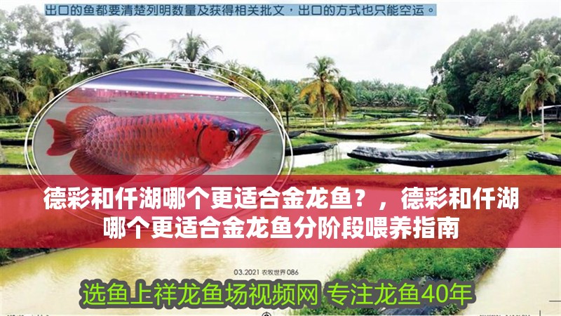德彩和仟湖哪個更適合金龍魚？，德彩和仟湖哪個更適合金龍魚分階段喂養指南