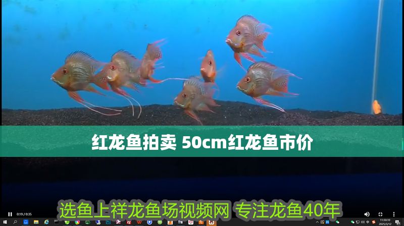 紅龍魚(yú)拍賣(mài) 50cm紅龍魚(yú)市價(jià)