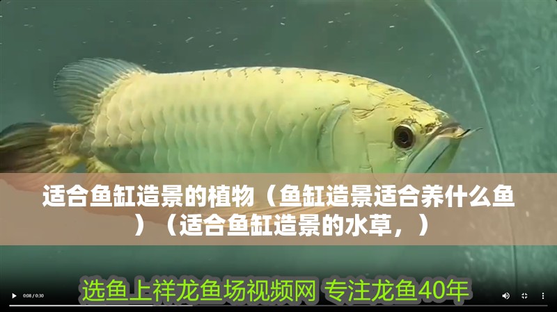 適合魚缸造景的植物（魚缸造景適合養什么魚）（適合魚缸造景的水草，）