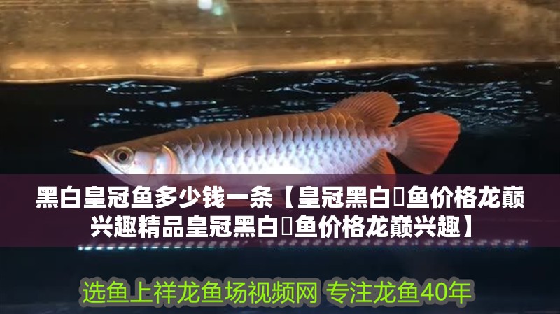 黑白皇冠魚多少錢一條【皇冠黑白魟魚價格龍巔興趣精品皇冠黑白魟魚價格龍巔興趣】