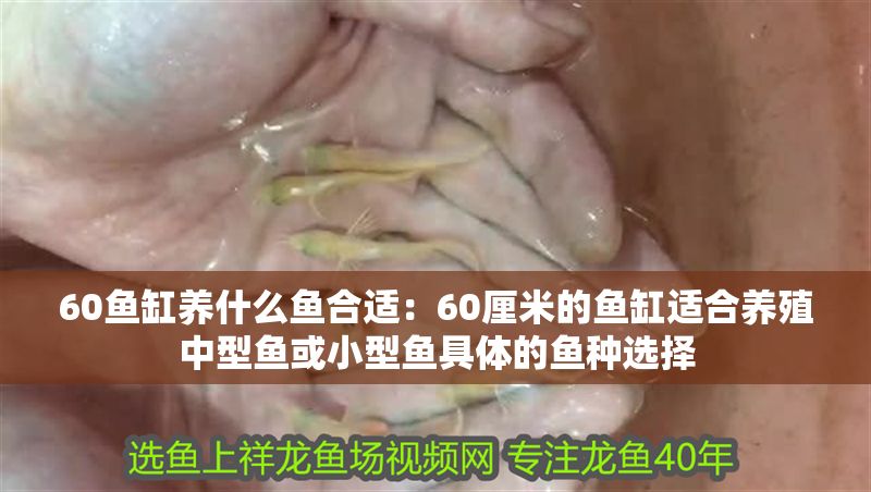 60魚缸養什么魚合適：60厘米的魚缸適合養殖中型魚或小型魚具體的魚種選擇 60魚缸養什么魚合適：60厘米的魚缸適合養殖中型魚或小型魚具體的魚種選擇 魚缸百科 第2張