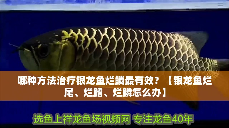 哪種方法治療銀龍魚爛鱗最有效？【銀龍魚爛尾、爛鰭、爛鱗怎么辦】