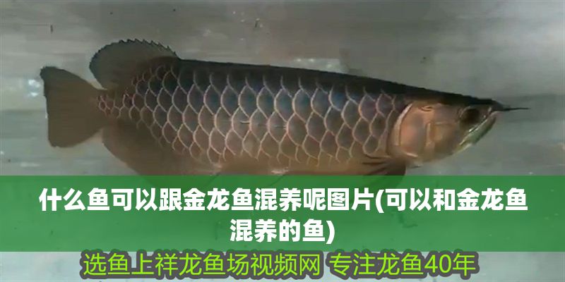 什么魚可以跟金龍魚混養呢圖片(可以和金龍魚混養的魚) 什么魚可以跟金龍魚混養呢圖片(可以和金龍魚混養的魚) 黃金貓魚百科 第1張