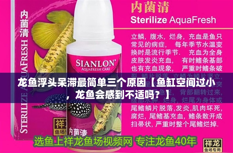 龍魚浮頭呆滯最簡單三個原因【魚缸空間過小，龍魚會感到不適嗎？】 龍魚浮頭呆滯最簡單三個原因【魚缸空間過小，龍魚會感到不適嗎？】 水族問答