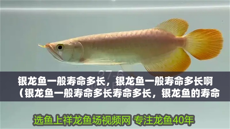 銀龍魚一般壽命多長，銀龍魚一般壽命多長啊（銀龍魚一般壽命多長壽命多長，銀龍魚的壽命可以活多久）