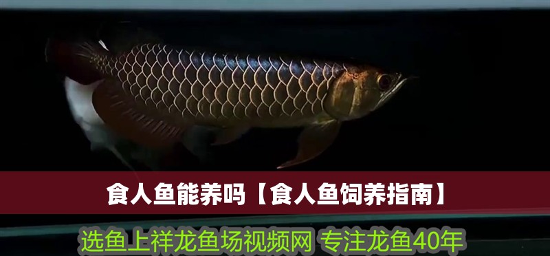 食人魚(yú)能養(yǎng)嗎【食人魚(yú)飼養(yǎng)指南】