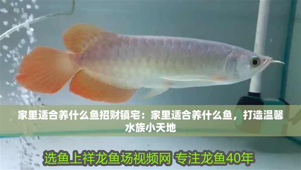 家里適合養(yǎng)什么魚招財鎮(zhèn)宅：家里適合養(yǎng)什么魚，打造溫馨水族小天地