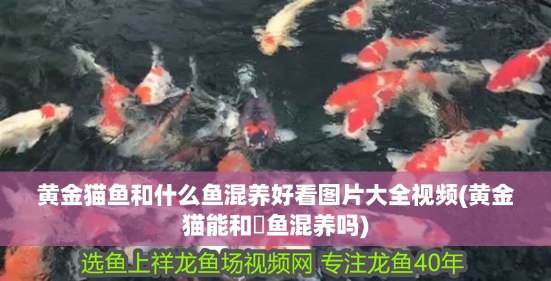 黃金貓魚(yú)和什么魚(yú)混養(yǎng)好看圖片大全視頻(黃金貓能和魟魚(yú)混養(yǎng)嗎) 黃金貓魚(yú)和什么魚(yú)混養(yǎng)好看圖片大全視頻(黃金貓能和魟魚(yú)混養(yǎng)嗎) 黃金貓魚(yú)百科 第1張