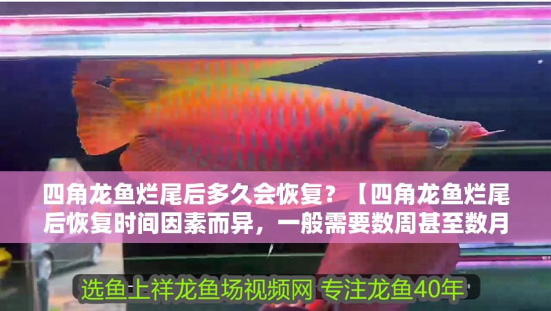 四角龍魚(yú)爛尾后多久會(huì)恢復(fù)？【四角龍魚(yú)爛尾后恢復(fù)時(shí)間因素而異，一般需要數(shù)周甚至數(shù)月】 四角龍魚(yú)爛尾后多久會(huì)恢復(fù)？【四角龍魚(yú)爛尾后恢復(fù)時(shí)間因素而異，一般需要數(shù)周甚至數(shù)月】 龍魚(yú)百科