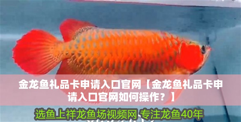 我的虎魚真菌感染了要怎么處理 金龍魚禮品卡申請入口官網【金龍魚禮品卡申請入口官網如何操作?】 水族問答 金龍魚禮品卡申請入口官網【金龍魚禮品卡申請入口官網如何操作?】 金龍魚禮品卡申請入口官網【金龍魚禮品卡申請入口官網如何操作?】 水族問答