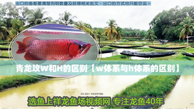 什么魚能和龍魚、虎魚混養(龍魚能和虎魚混養嗎) 青龍攻W和H的區別【w體系與h體系的區別】 龍魚論壇 青龍攻W和H的區別【w體系與h體系的區別】 青龍攻W和H的區別【w體系與h體系的區別】 龍魚論壇