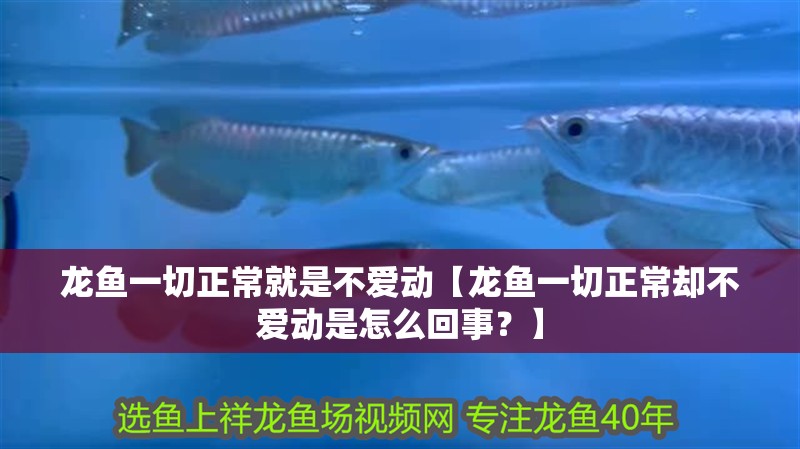 龍魚一切正常就是不愛動【龍魚一切正常卻不愛動是怎么回事？】 龍魚一切正常就是不愛動【龍魚一切正常卻不愛動是怎么回事？】 龍魚論壇