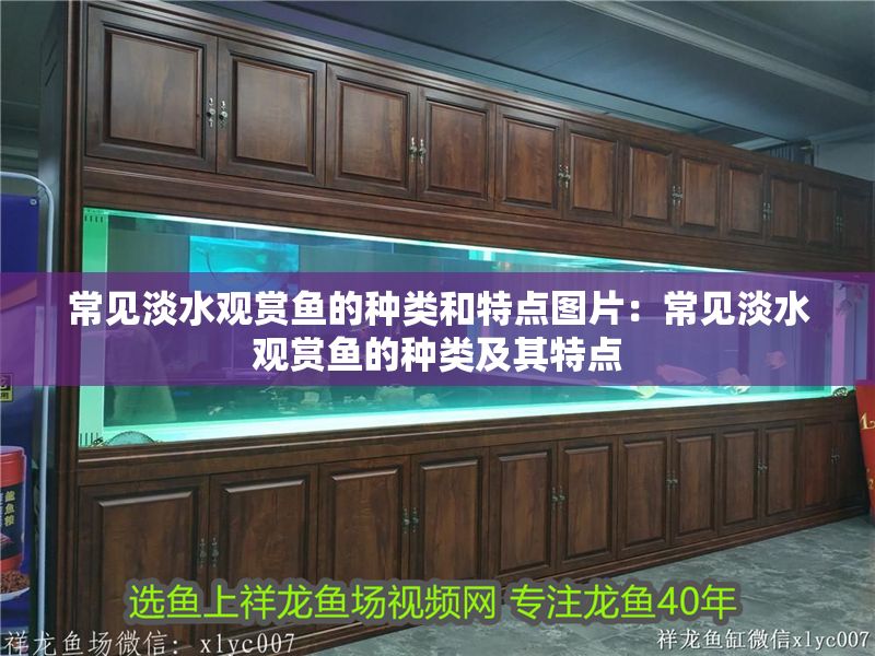 常見淡水觀賞魚的種類和特點圖片：常見淡水觀賞魚的種類及其特點