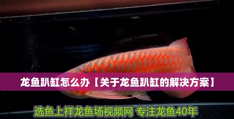 龍魚趴缸怎么辦【關于龍魚趴缸的解決方案】