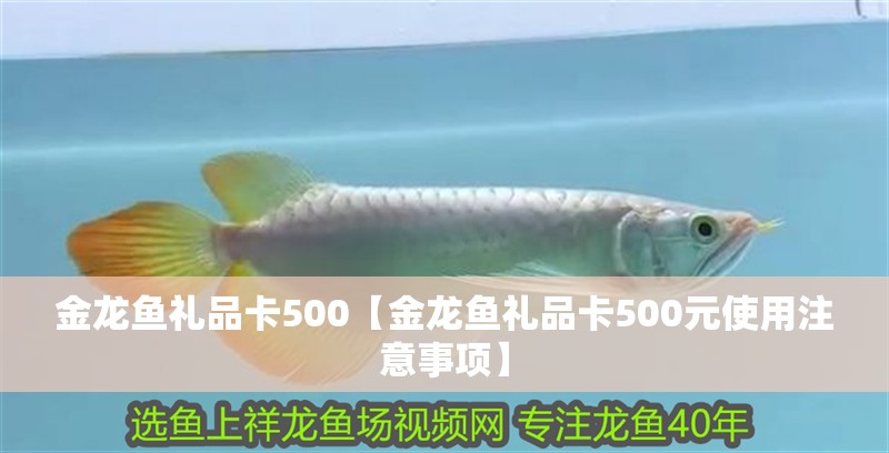 金龍魚禮品卡500【金龍魚禮品卡500元使用注意事項】