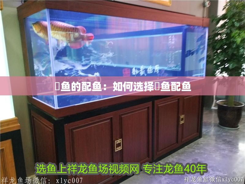 魟魚的配魚：如何選擇魟魚配魚 魟魚的配魚：如何選擇魟魚配魚 魟魚百科 第2張