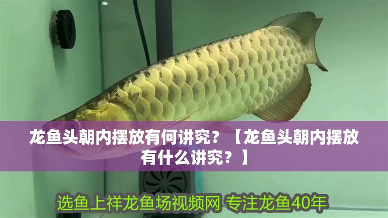 龍魚頭朝內(nèi)擺放有何講究？【龍魚頭朝內(nèi)擺放有什么講究？】