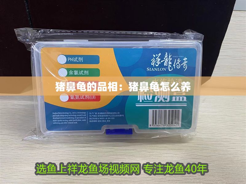 豬鼻龜的品相：豬鼻龜怎么養 豬鼻龜的品相：豬鼻龜怎么養 豬鼻龜百科 第1張