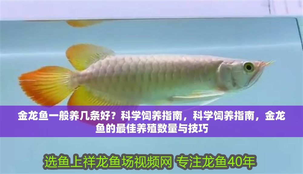 金龍魚一般養(yǎng)幾條好？科學飼養(yǎng)指南，科學飼養(yǎng)指南，金龍魚的最佳養(yǎng)殖數(shù)量與技巧