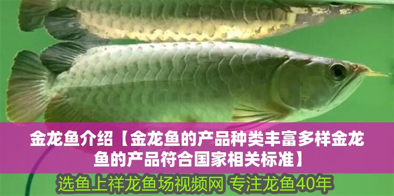 金龍魚介紹【金龍魚的產品種類豐富多樣金龍魚的產品符合國家相關標準】 金龍魚介紹【金龍魚的產品種類豐富多樣金龍魚的產品符合國家相關標準】 水族問答