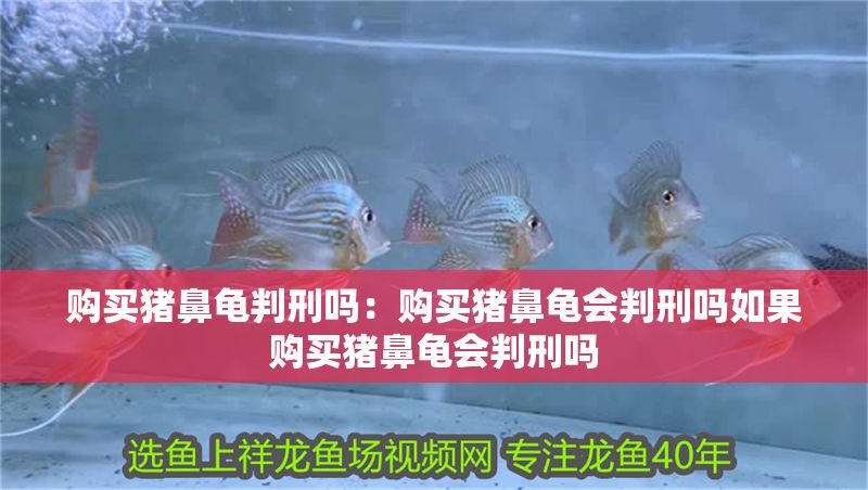 購買豬鼻龜判刑嗎：購買豬鼻龜會判刑嗎如果購買豬鼻龜會判刑嗎 購買豬鼻龜判刑嗎：購買豬鼻龜會判刑嗎如果購買豬鼻龜會判刑嗎 豬鼻龜百科 第1張