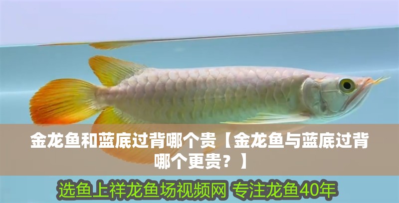金龍魚和藍底過背哪個貴【金龍魚與藍底過背哪個更貴？】