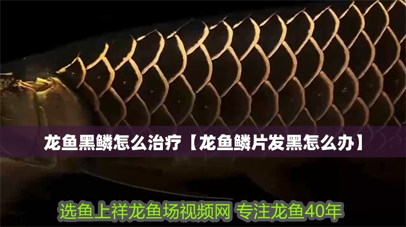 龍魚黑鱗怎么治療【龍魚鱗片發黑怎么辦】