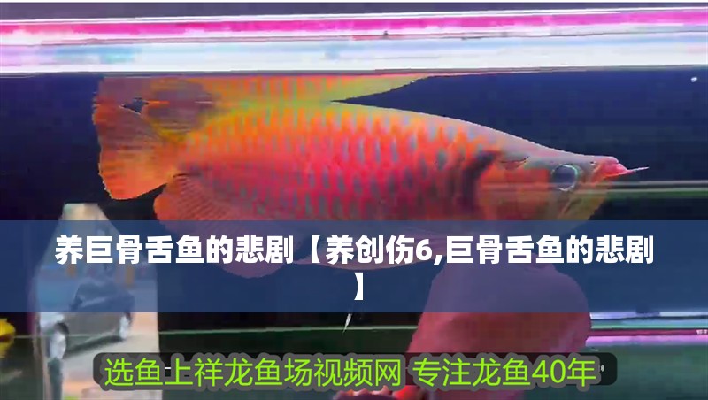 養巨骨舌魚的悲劇【養創傷6,巨骨舌魚的悲劇】