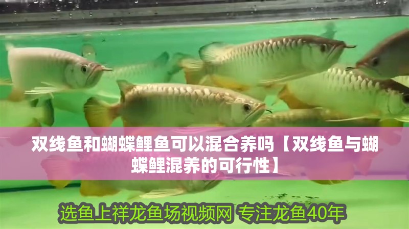 雙線魚和蝴蝶鯉魚可以混合養嗎【雙線魚與蝴蝶鯉混養的可行性】 雙線魚和蝴蝶鯉魚可以混合養嗎【雙線魚與蝴蝶鯉混養的可行性】 龍魚論壇