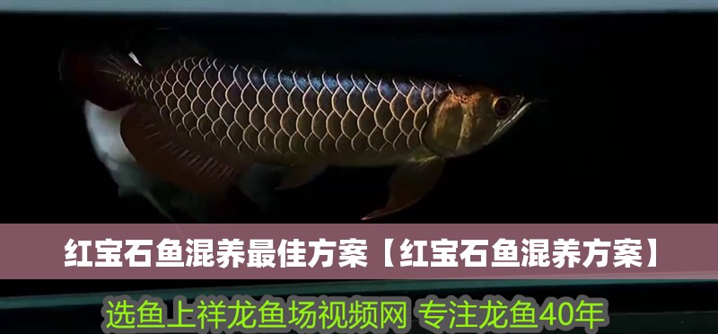 紅龍魚用黃燈烤有用嗎 紅寶石魚混養最佳方案【紅寶石魚混養方案】 龍魚論壇 紅寶石魚混養最佳方案【紅寶石魚混養方案】 紅寶石魚混養最佳方案【紅寶石魚混養方案】 龍魚論壇