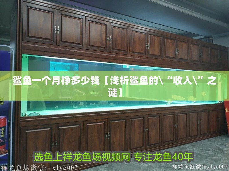 龍魚干蝦有營養嗎 鯊魚一個月掙多少錢【淺析鯊魚的\“收入\”之謎】 龍魚論壇 鯊魚一個月掙多少錢【淺析鯊魚的\“收入\”之謎】 鯊魚一個月掙多少錢【淺析鯊魚的\“收入\”之謎】 龍魚論壇