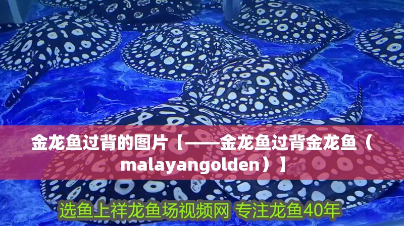 金龍魚過背的圖片【——金龍魚過背金龍魚（malayangolden）】 金龍魚過背的圖片【——金龍魚過背金龍魚（malayangolden）】 水族問答
