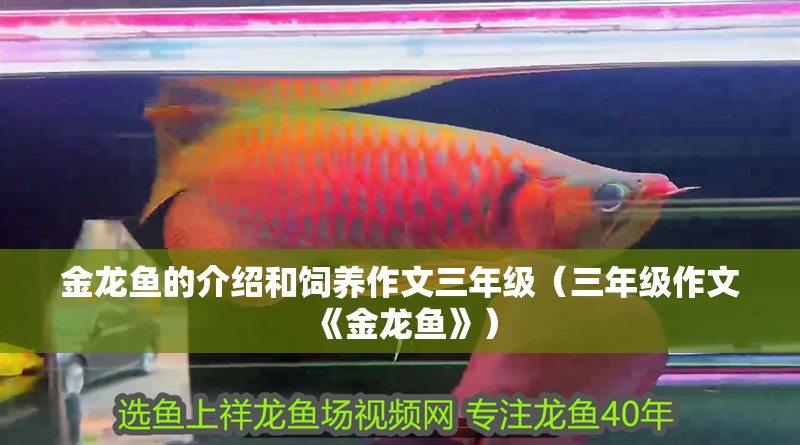 金龍魚的介紹和飼養作文三年級（三年級作文《金龍魚》）