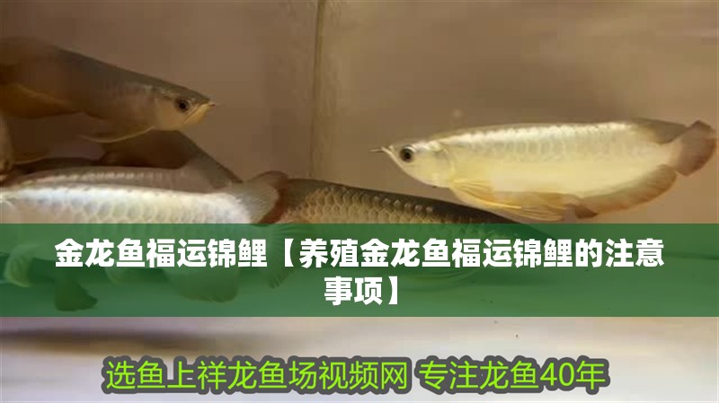 金龍魚福運錦鯉【養殖金龍魚福運錦鯉的注意事項】
