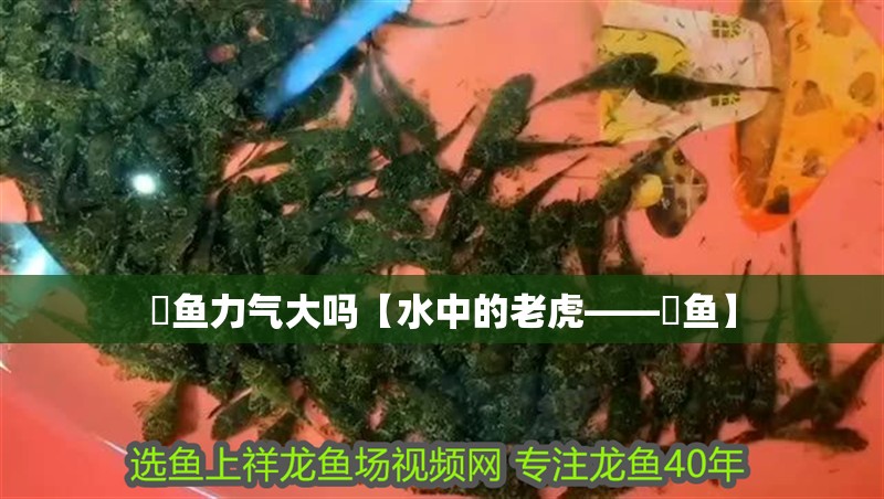 鳡魚力氣大嗎【水中的老虎——鳡魚】