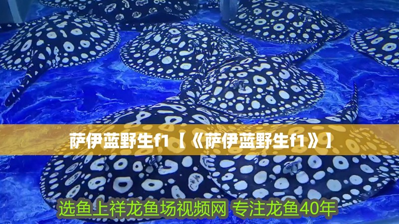 薩伊藍野生f1【《薩伊藍野生f1》】