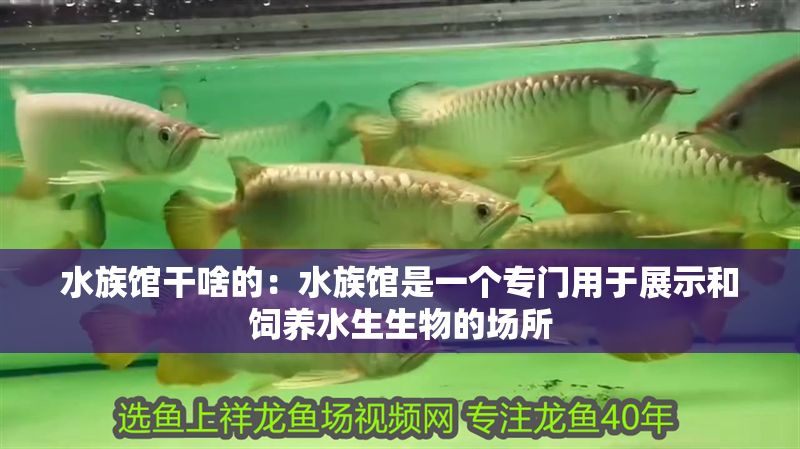 水族館干啥的：水族館是一個(gè)專門(mén)用于展示和飼養(yǎng)水生生物的場(chǎng)所