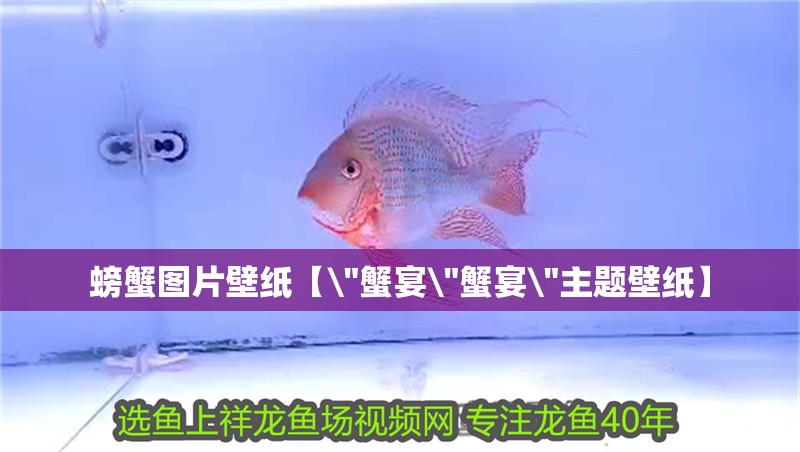 螃蟹圖片壁紙【 螃蟹圖片壁紙【\