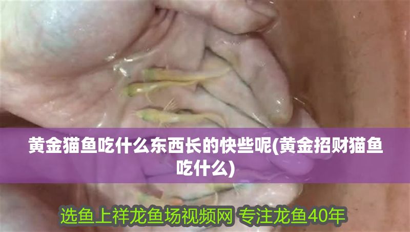 黃金貓魚吃什么東西長(zhǎng)的快些呢(黃金招財(cái)貓魚吃什么)