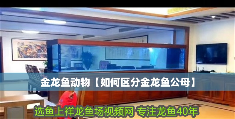 金龍魚動物【如何區分金龍魚公母】